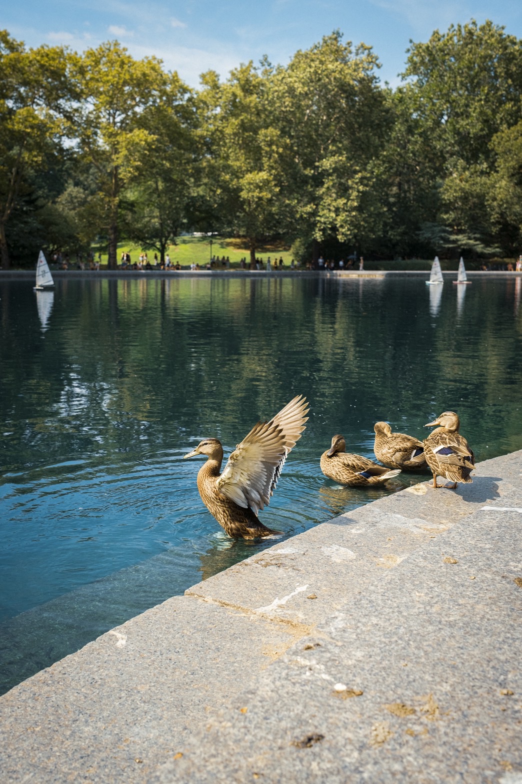 Ducks in a natural setting